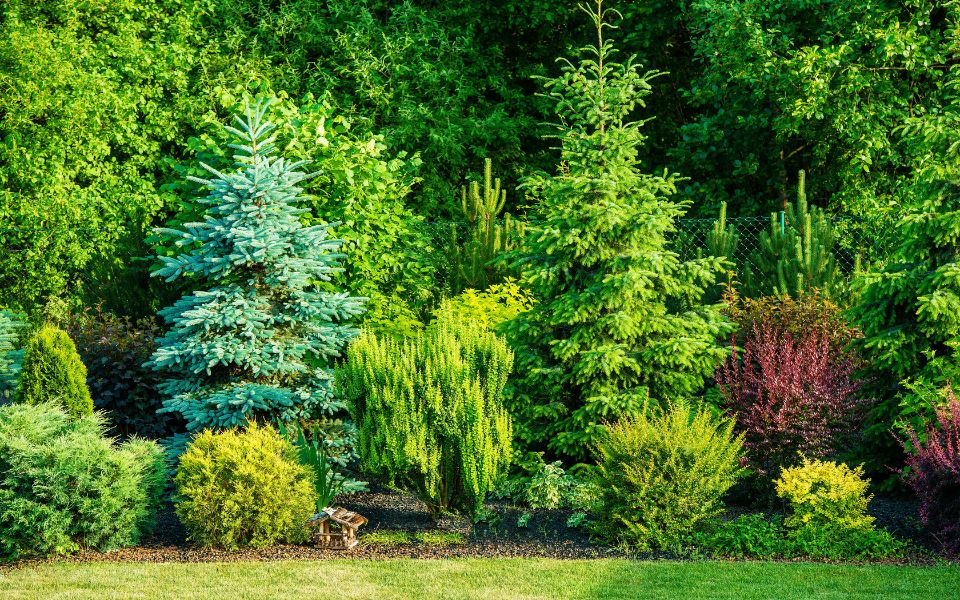 foliage backyard